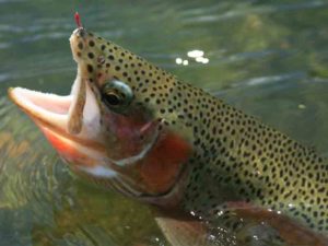 A trout from fly fishing the Bighorn River in Montana with Nelson's Guides and Flies