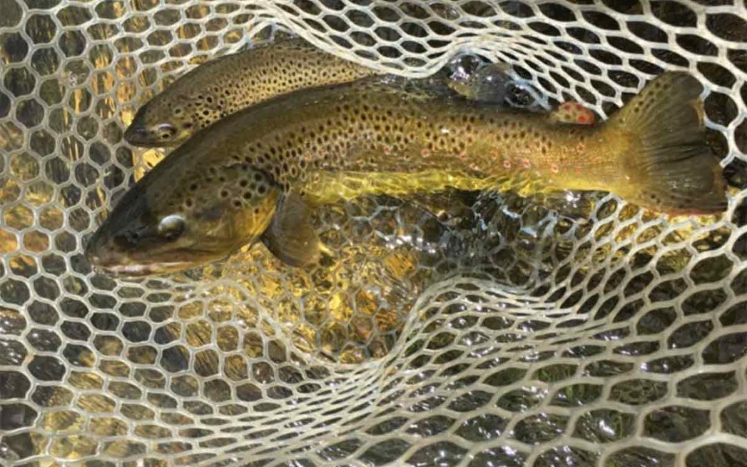 Fly fishing in Montana with fishing guide Zach Petrich