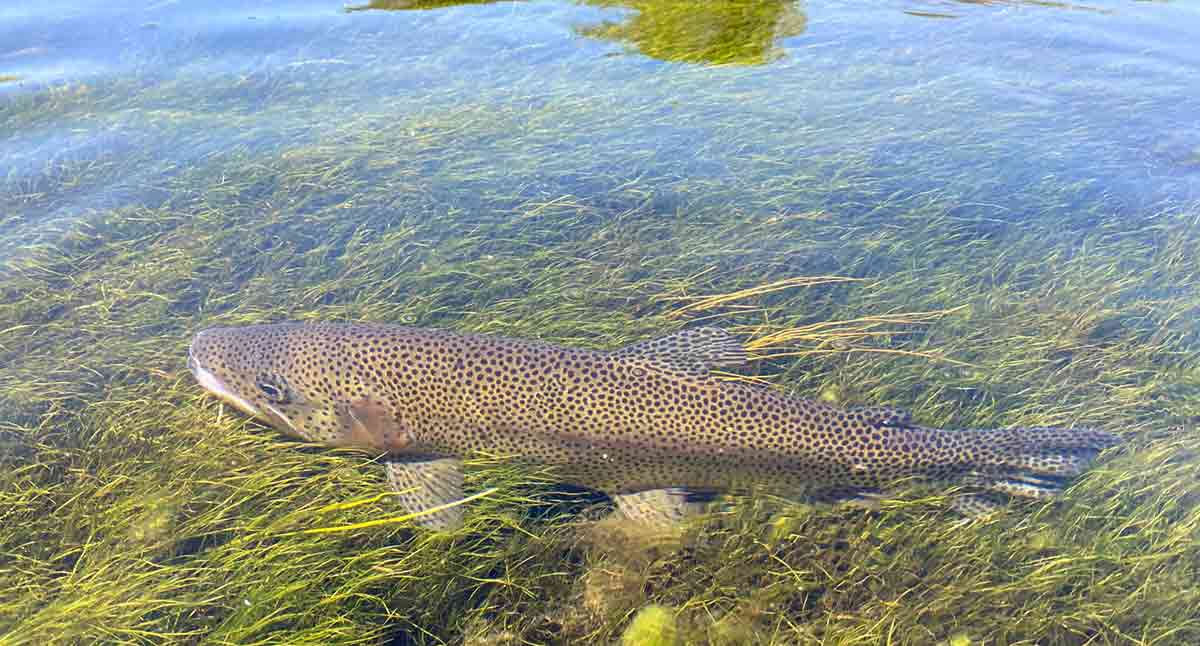 A trout found in the Spring Creeks of Montana while fishing with Nelson's Guides and Flies.