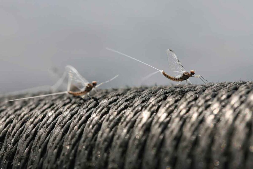 Other insects of special concern to the angler during warmer summer months are terrestrials.