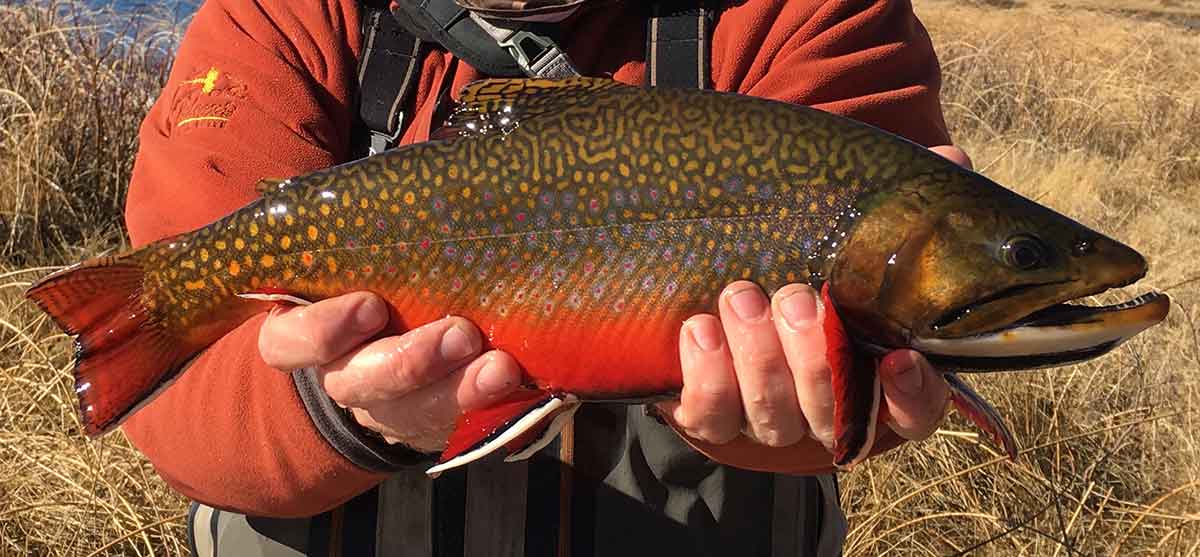 Stillwater fly fishing techniques